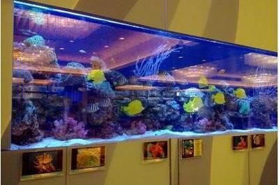 碧海鑫水族館互動(dòng)活動(dòng)安排（大慶市薩爾圖區(qū)碧海鑫水族館互動(dòng)活動(dòng)安排供您參考） 水族館百科（水族館加盟） 第5張