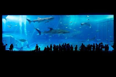 祥龍水族館門票價格查詢（廣州水族館海洋館門票價格查詢） 水族館百科（水族館加盟） 第2張