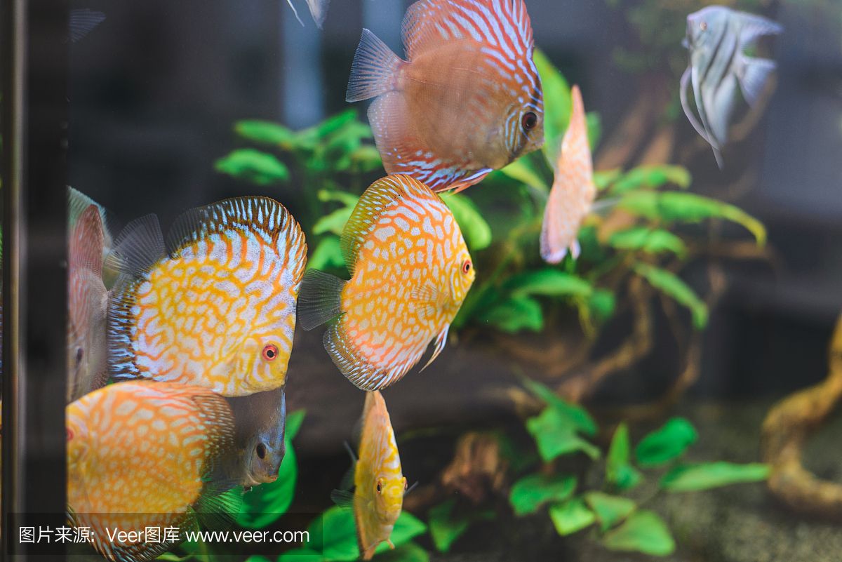 水族館埃及魚飼養(yǎng)技巧（埃及神仙魚的飼養(yǎng)技巧）