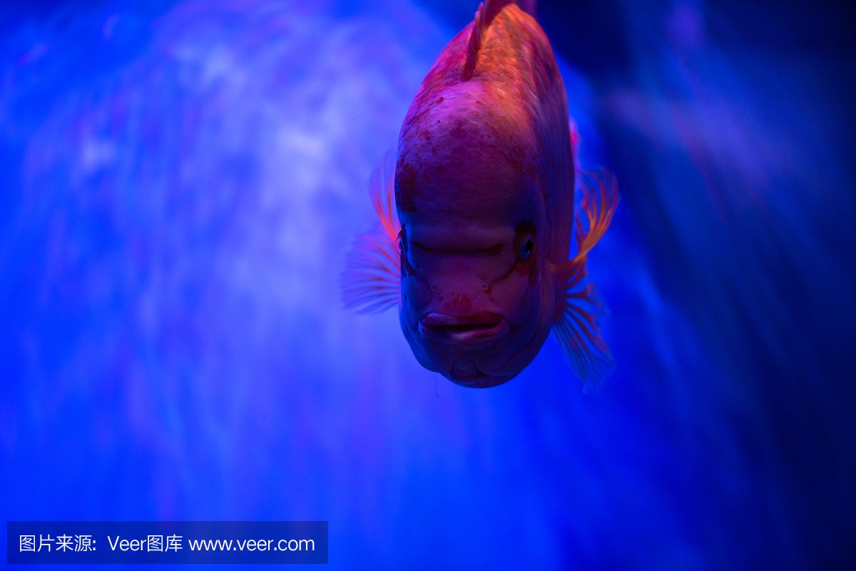 水族館埃及魚飼養(yǎng)技巧（埃及神仙魚的飼養(yǎng)技巧）