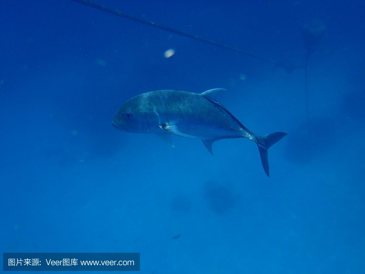 水族館埃及魚飼養(yǎng)技巧（埃及神仙魚的飼養(yǎng)技巧） 水族館百科（水族館加盟） 第5張