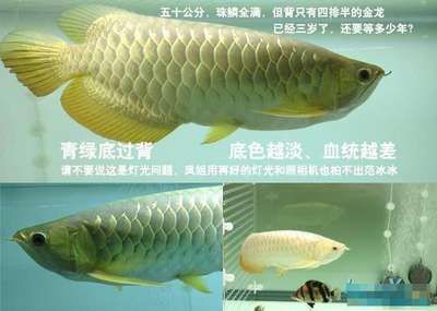 金龍魚可以養(yǎng)多少年（金龍魚的壽命受到多種因素影響，如何延長(zhǎng)金龍魚壽命）