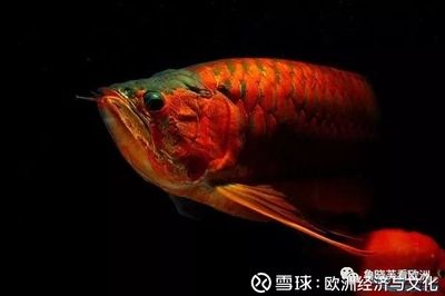 龍魚哪里的好 龍魚百科 第3張