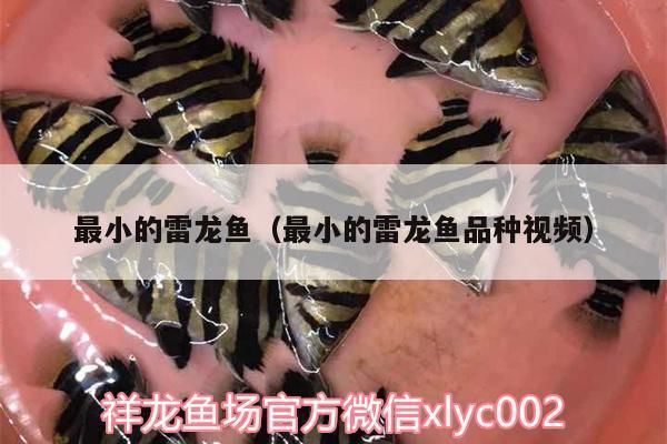 哪種雷龍魚(yú)體型最小（最小的雷龍魚(yú)品種是什么？） 龍魚(yú)百科 第3張