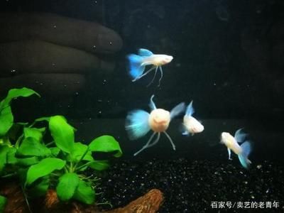 龍魚(yú)麻藥（祥龍Nika）龍魚(yú)麻藥（祥龍Nika）（使用龍魚(yú)麻藥時(shí)應(yīng)該注意什么？） 水族問(wèn)答 第1張