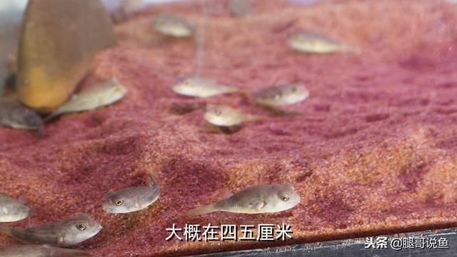 青島龍魚魚苗漁場在哪里?。ㄇ鄭u龍魚魚苗漁場位于哪里？） 水族問答 第1張