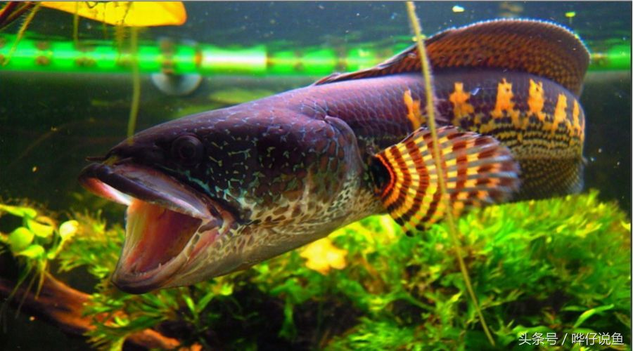 雷龍魚冷水魚（雷龍魚冷水環(huán)境下的生長情況熱帶魚與冷水魚的區(qū)別） 龍魚百科 第2張