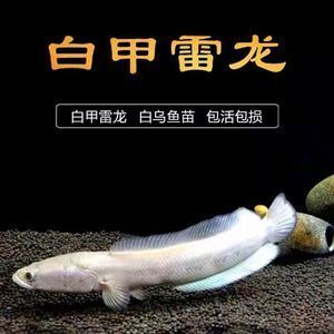 龍魚缸用什么清潔魚（如何正確選擇和使用清潔魚來保持龍魚缸的水質(zhì)清潔？） 水族問答 第1張