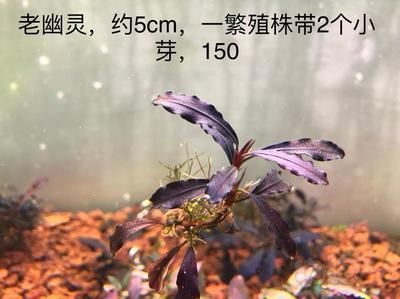 丹東金龍魚專賣店在哪兒（丹東金龍魚專賣店具體在哪里？） 水族問答