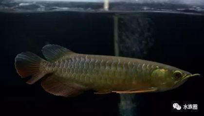 恐龍魚吃不吃小魚（關(guān)于恐龍魚是否吃小魚的問(wèn)題，六角恐龍魚的飼養(yǎng)技巧） 龍魚百科 第5張