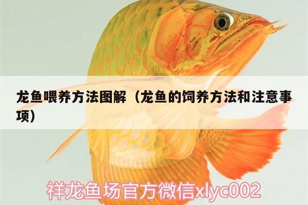 龍魚喂魚苗要經(jīng)過處理嗎為什么（給龍魚喂食活魚苗需要經(jīng)過一系列的處理步驟嗎？） 龍魚百科 第4張