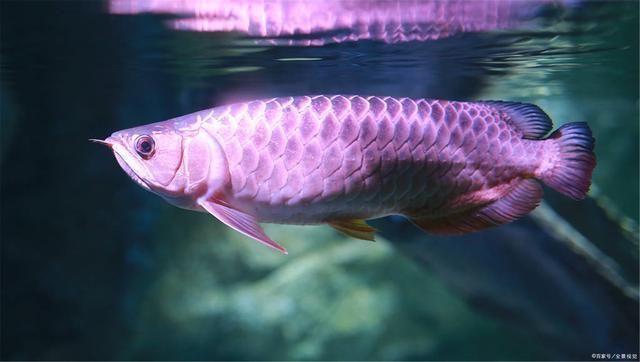 龍魚換水多長時間可以喂食物（龍魚換水后多久可以喂食） 龍魚百科 第4張