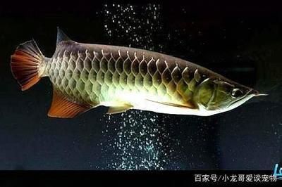 龍魚怎么養(yǎng)水溫要求（龍魚的養(yǎng)殖水溫要求） 龍魚百科 第3張