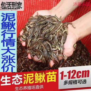 龍魚怎么喂泥鰍蟲（龍魚喂食泥鰍蟲是一種常見的飼養(yǎng)方法以確保龍魚的健康） 龍魚百科 第2張