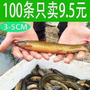 龍魚怎么喂泥鰍蟲（龍魚喂食泥鰍蟲是一種常見的飼養(yǎng)方法以確保龍魚的健康） 龍魚百科 第4張