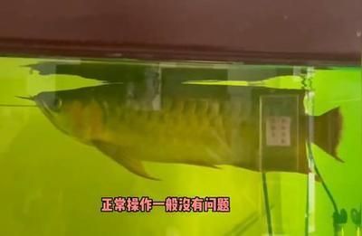 龍魚用不用殺菌燈（養(yǎng)龍魚是否需要使用殺菌燈） 龍魚百科 第1張