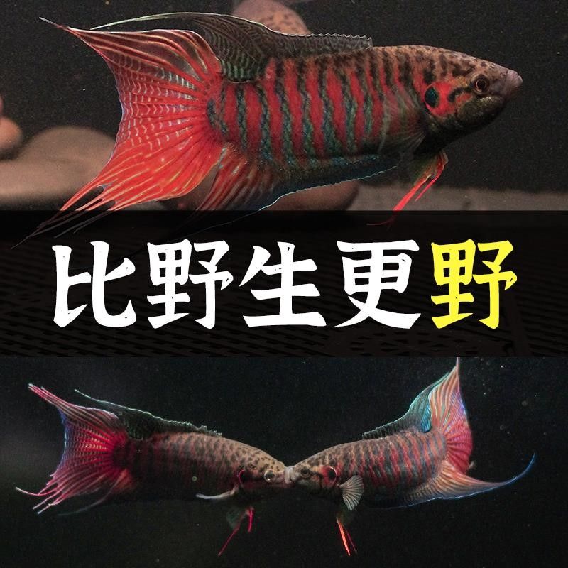 雷龍魚(yú)耐活嗎 龍魚(yú)百科 第4張