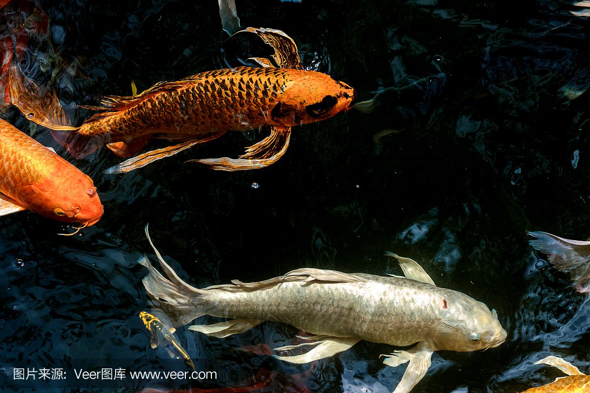 觀賞魚都有什么龍魚（養(yǎng)龍魚需要注意哪些問題？） 水族問答 第2張