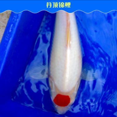 白金龍魚(yú)圖片大全大圖（白金龍魚(yú)圖片大全） 水族問(wèn)答 第1張