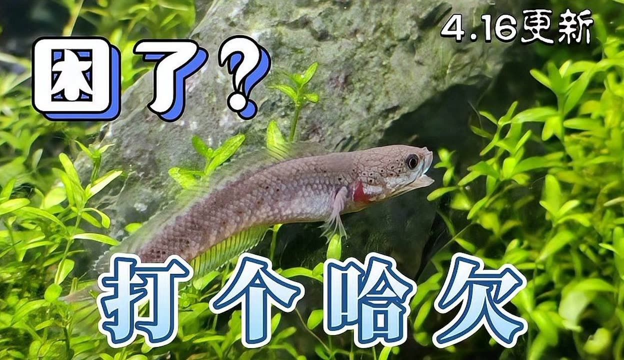 雷龍魚(yú)會(huì)不會(huì)撐死（雷龍魚(yú)在正常飼養(yǎng)條件下是否會(huì)被撐死） 龍魚(yú)百科