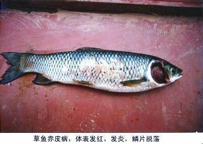 金龍魚魚苗吃什么（金龍魚幼魚在成長過程中食物來源有哪些變化？） 水族問答 第2張