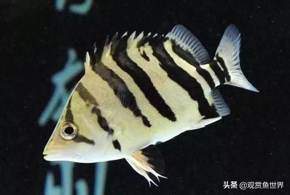 龍魚混養(yǎng)四大神獸好嗎（龍魚混養(yǎng)四大神獸有什么優(yōu)點(diǎn)？） 龍魚百科 第5張