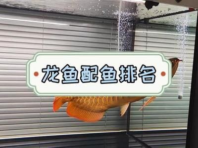 龍魚混養(yǎng)魚最佳搭配方法（龍魚混養(yǎng)最佳搭配方法） 龍魚百科 第4張