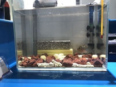 龍魚喂飼料到底好不好呢怎么喂（龍魚飼料與活餌搭配技巧）