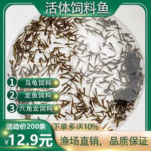 龍魚吃魚飼料嗎（如何選擇適合龍魚的飼料？） 龍魚百科 第5張