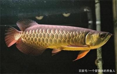 龍魚品種大全圖冊及價(jià)格（了解龍魚品種大全及其價(jià)格） 龍魚百科 第3張