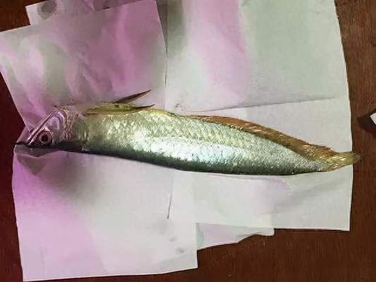 龍魚為什么突然暴斃（導(dǎo)致龍魚暴斃的原因） 龍魚百科 第3張