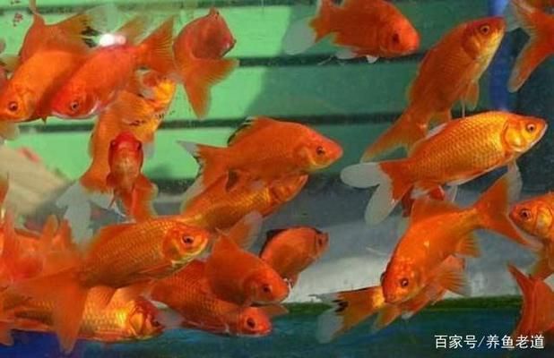 銀龍魚發(fā)色過程圖解大全視頻（銀龍魚發(fā)色過程圖解） 水族問答 第1張