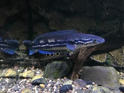 雷龍雷龍魚大部分吃些什么（雷龍魚挑食如何訓食雷龍魚喂食量控制技巧） 龍魚百科 第4張