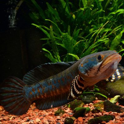 雷龍雷龍魚大部分吃些什么（雷龍魚挑食如何訓食雷龍魚喂食量控制技巧） 龍魚百科 第5張