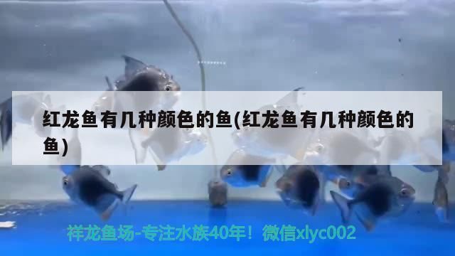 紅龍魚(yú)有幾種顏色（如何飼養(yǎng)出高品質(zhì)紅龍魚(yú)） 龍魚(yú)百科 第3張