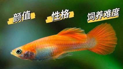 金龍魚經(jīng)銷商電話（金龍魚官網(wǎng)經(jīng)銷商電話是多少） 龍魚百科 第1張