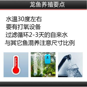 七彩銀龍魚多少錢一條 龍魚百科 第4張