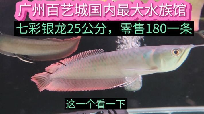 七彩銀龍魚多少錢一條 龍魚百科 第2張