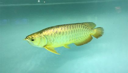 金龍魚(yú)長(zhǎng)大變金么？（金龍魚(yú)為什么會(huì)變金） 龍魚(yú)百科 第3張