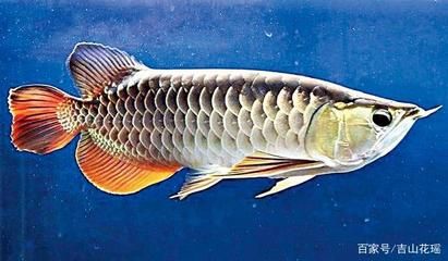 金龍魚畫家（中國畫金龍魚技法創(chuàng)始人劉千碩金龍魚作品欣賞王宏月金龍魚） 龍魚百科 第5張