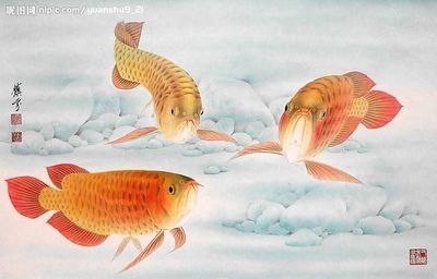 金龍魚畫家（中國畫金龍魚技法創(chuàng)始人劉千碩金龍魚作品欣賞王宏月金龍魚） 龍魚百科 第4張