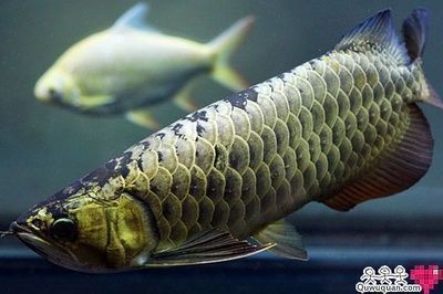 金龍魚幾種顏色（金龍魚的顏色種類） 龍魚百科 第1張