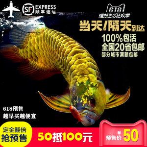 純血紅龍魚價(jià)格走勢(shì) 龍魚百科 第2張