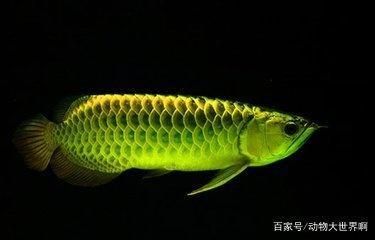 龍魚觀賞魚喂什么食物（關(guān)于龍魚食物選擇的詳細(xì)信息） 龍魚百科 第5張