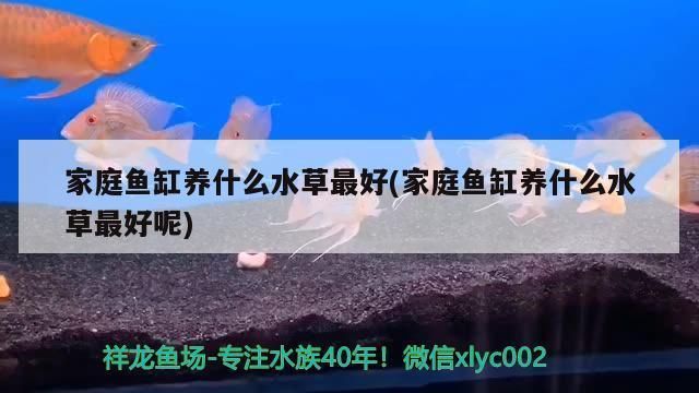 龍魚哪種水草最好養(yǎng)活不爛（龍魚缸造景水草搭配技巧） 龍魚百科 第1張