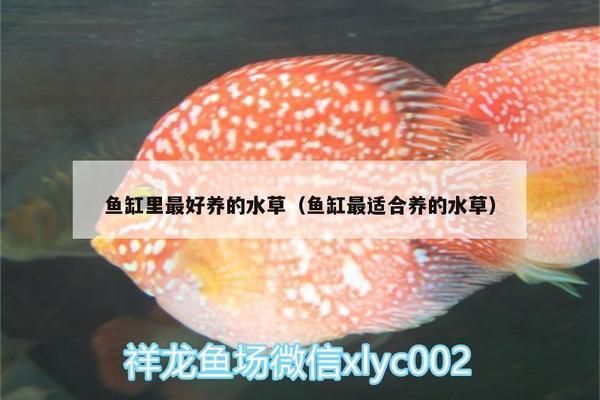 龍魚哪種水草最好養(yǎng)活不爛（龍魚缸造景水草搭配技巧） 龍魚百科 第5張