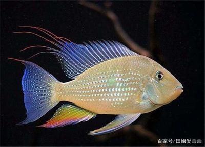 北京買龍魚的地方（在北京買龍魚需要注意的事項(xiàng)） 水族問答