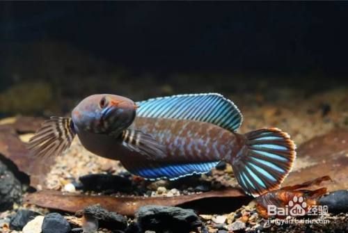 大型雷龍魚推薦（七彩海象雷龍飼養(yǎng)技巧，） 龍魚百科 第5張