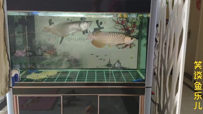 金龍魚捕食蘭壽金魚（金龍魚與蘭壽金魚混養(yǎng)的風(fēng)險） 龍魚百科 第5張