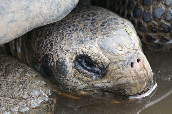 金龍魚發(fā)布會在哪里看（如何觀看金龍魚發(fā)布會） 龍魚百科 第1張